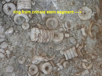 common shell fossils